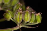 Coastal plain angelica